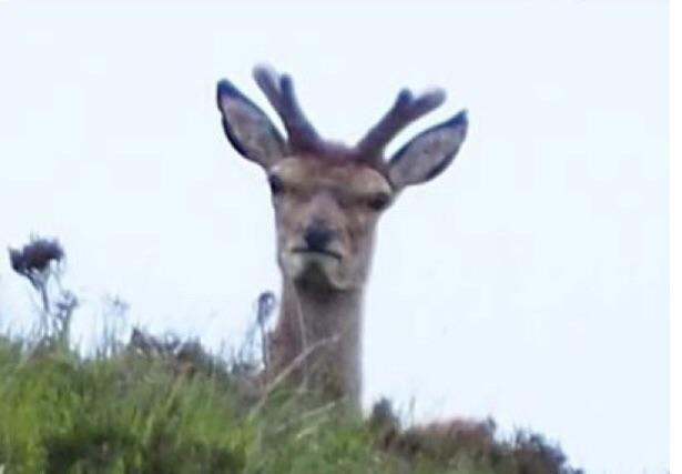 angry_deer.jpg