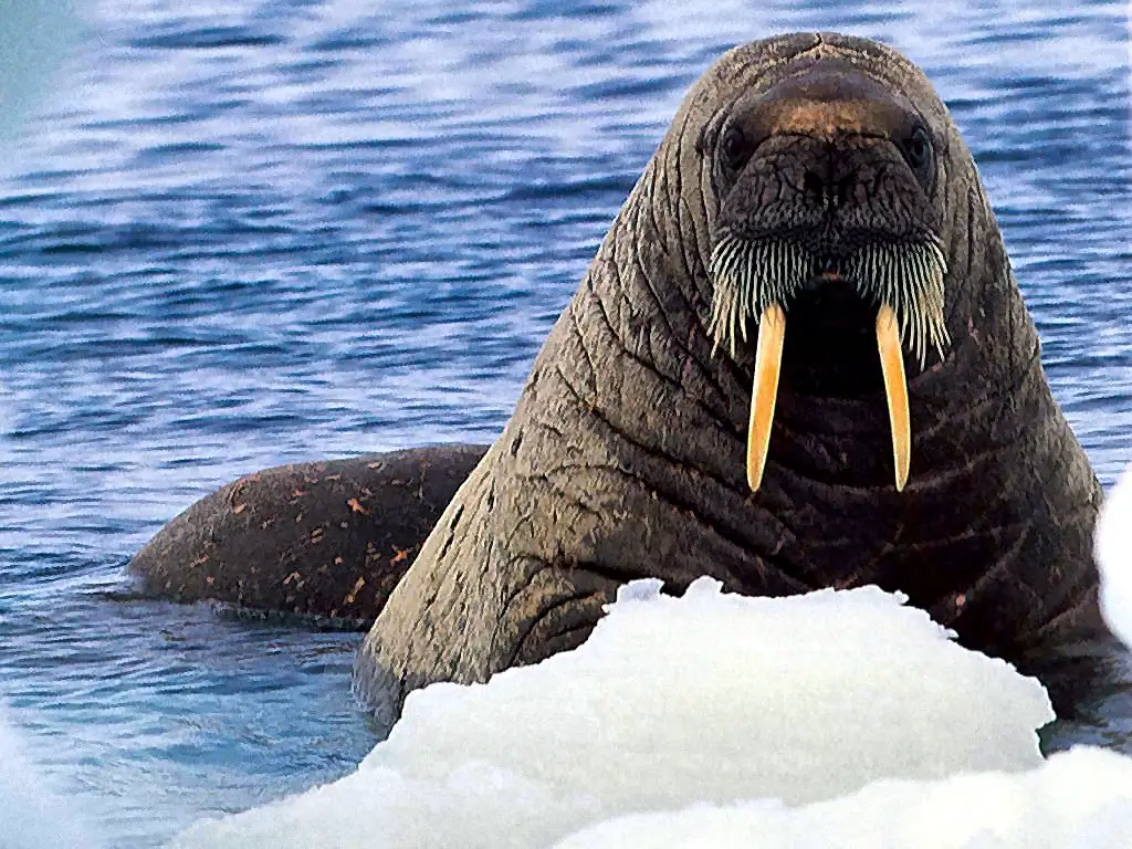 walruses-1245847097.jpg